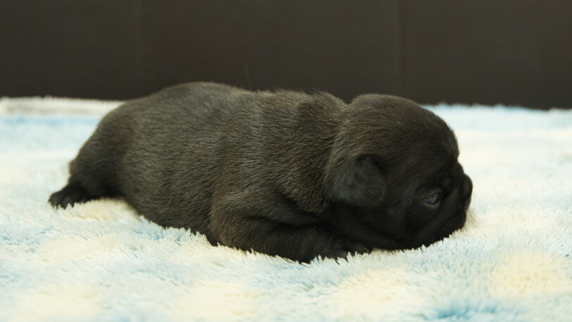 フレンチブルドッグ子犬の写真No.202309141右側面10月7日現在