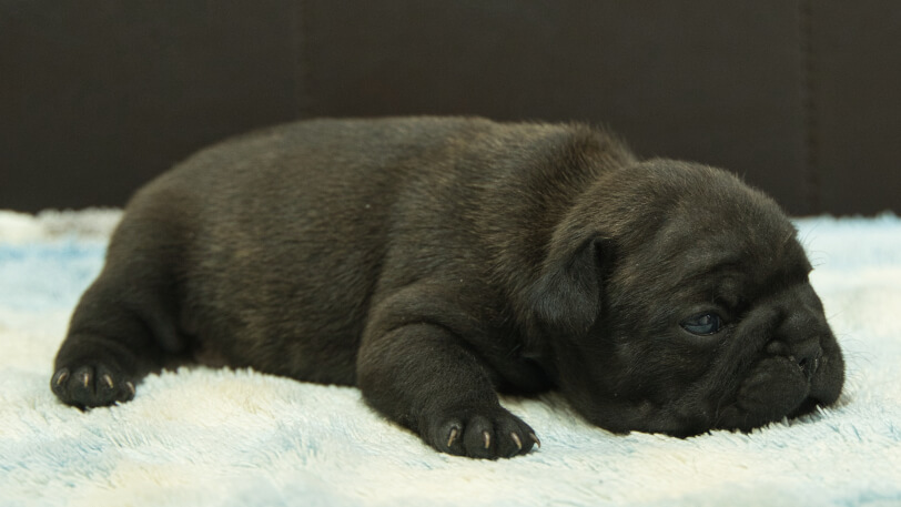 フレンチブルドッグ子犬の写真No.202309142右側面10月7日現在