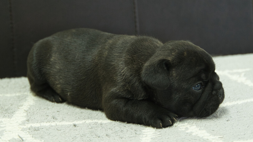 フレンチブルドッグ子犬の写真No.202309142右側面10月15日現在