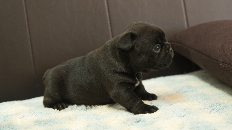 フレンチブルドッグ子犬の写真No.202309141右側面10月21日現在