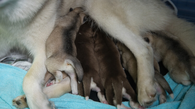 2023年10月4日生まれのシベリアンハスキーの子犬