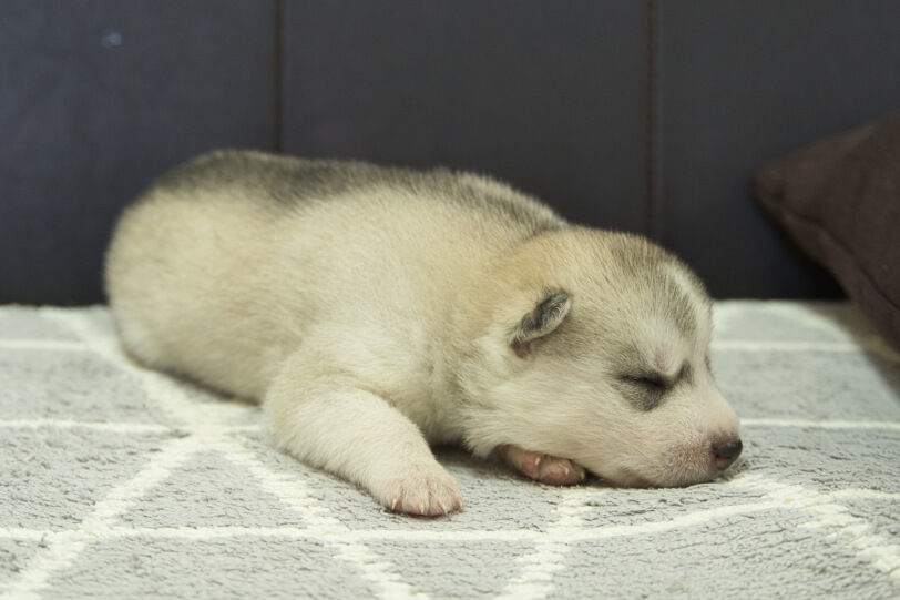 シベリアンハスキー子犬の写真No.202310041右側面10月25日現在