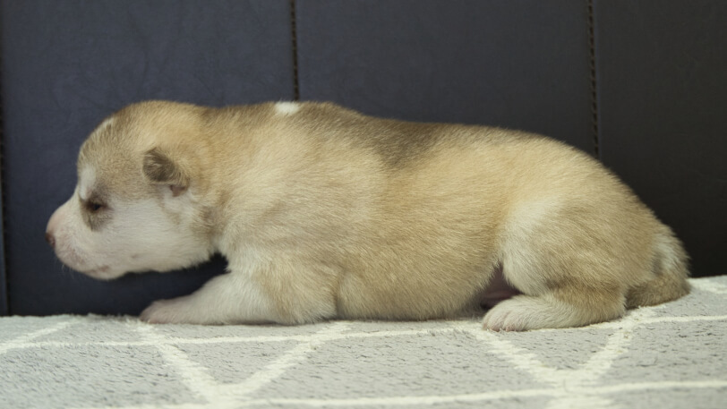 シベリアンハスキー子犬の写真No.202310045左側面10月25日現在