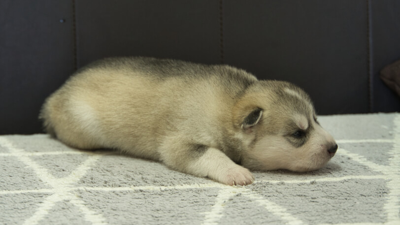 シベリアンハスキー子犬の写真No.202310046右側面10月25日現在
