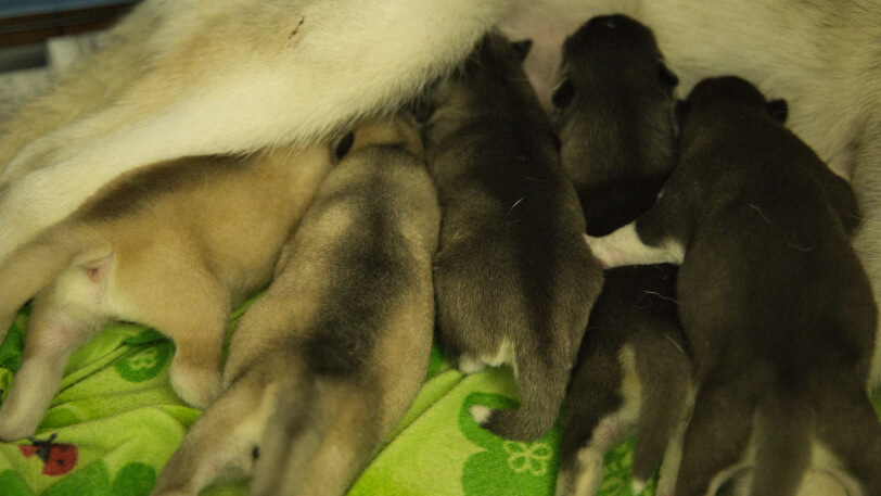 2023年10月13日生まれのシベリアンハスキーの子犬たち