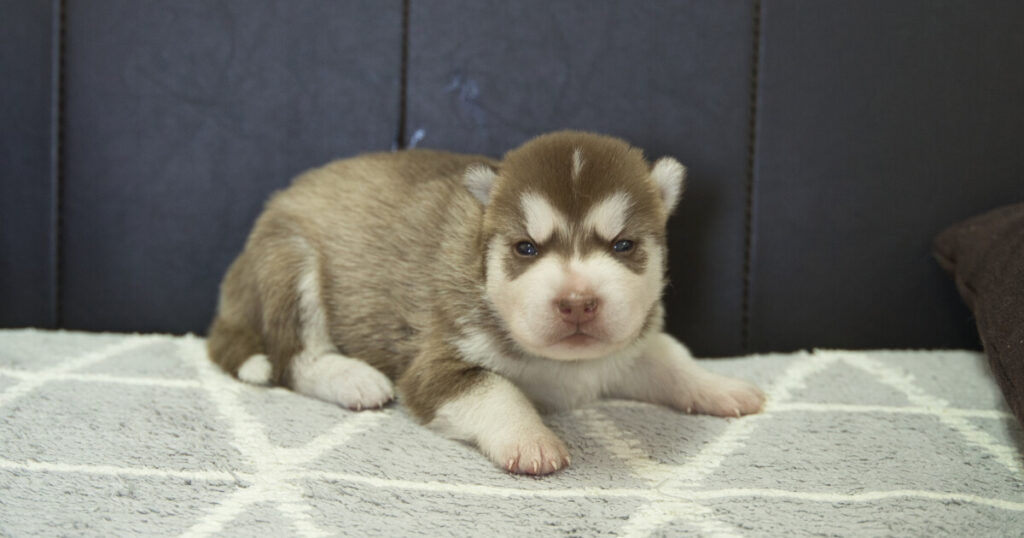 2023年10月4日生まれのシベリアンハスキーの子犬