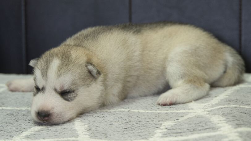 シベリアンハスキー子犬の写真No.202310041左側面10月25日現在