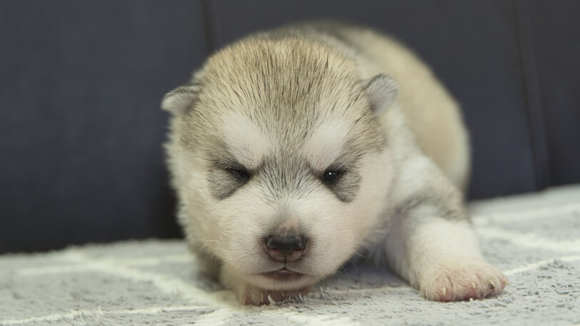 シベリアンハスキー子犬の写真No.202310042正面10月25日現在