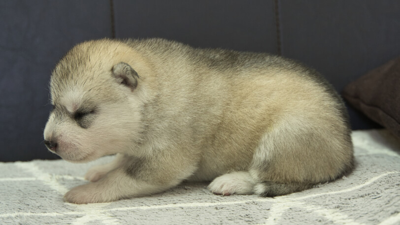 シベリアンハスキー子犬の写真No.202310042左側面10月25日現在