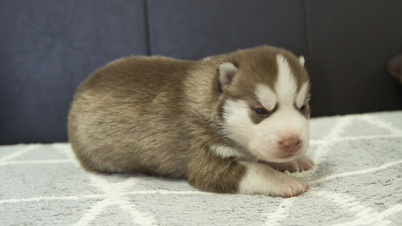 シベリアンハスキー子犬の写真No.202310043右側面10月25日現在