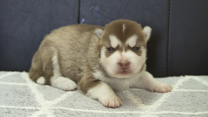 シベリアンハスキー子犬の写真No.202310044右側面10月25日現在