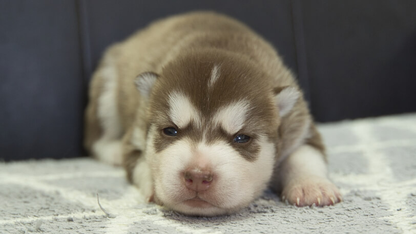 シベリアンハスキー子犬の写真No.202310044正面10月25日現在