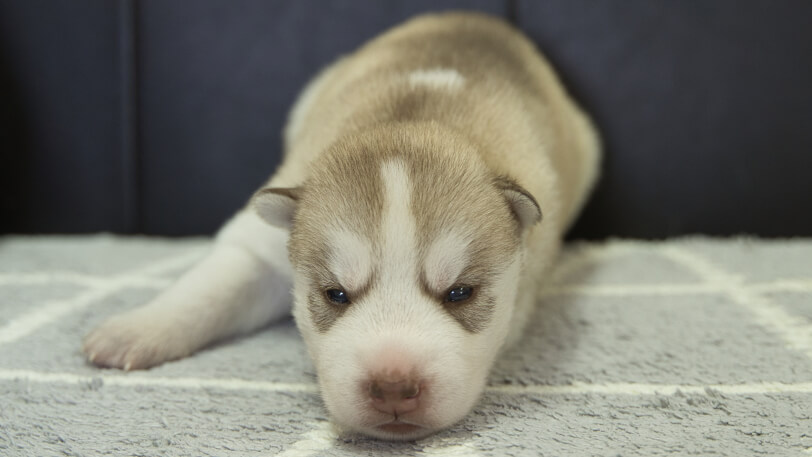 シベリアンハスキー子犬の写真No.202310045正面10月25日現在