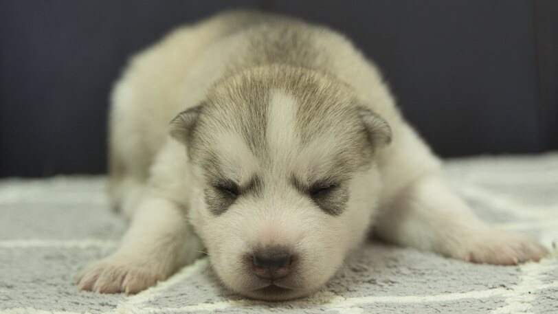 シベリアンハスキー子犬の写真No.202310041正面10月25日現在