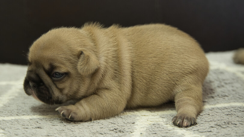 フレンチブルドッグ子犬の写真No.202310122左側面11月1日現在