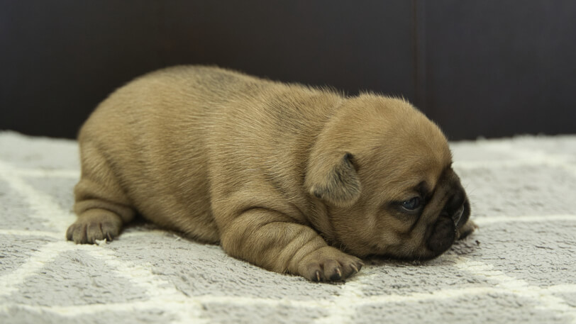 フレンチブルドッグ子犬の写真No.202310121右側面11月1日現在