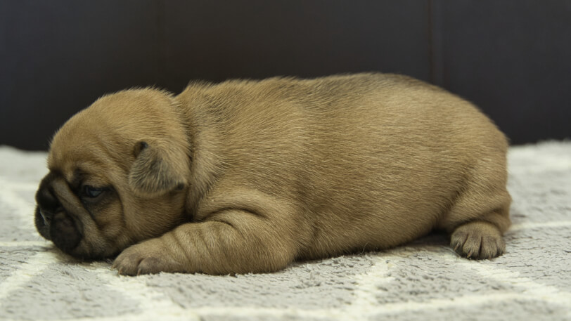 フレンチブルドッグ子犬の写真No.202310121左側面11月1日現在