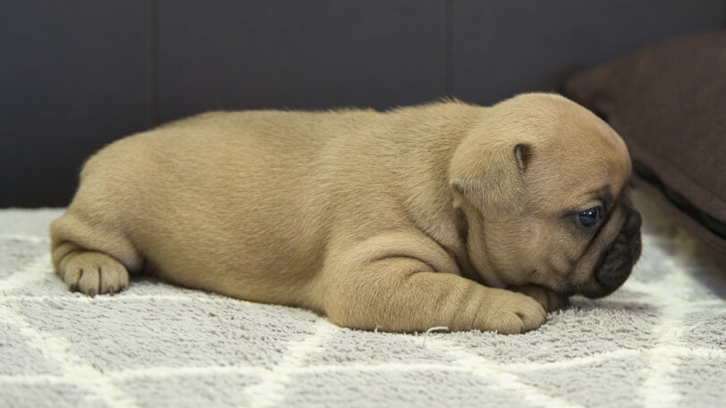 フレンチブルドッグ子犬の写真No.202310121右側面11月13日現在