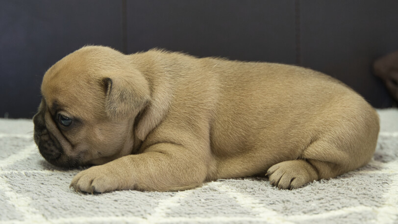 フレンチブルドッグ子犬の写真No.202310121左側面11月13日現在