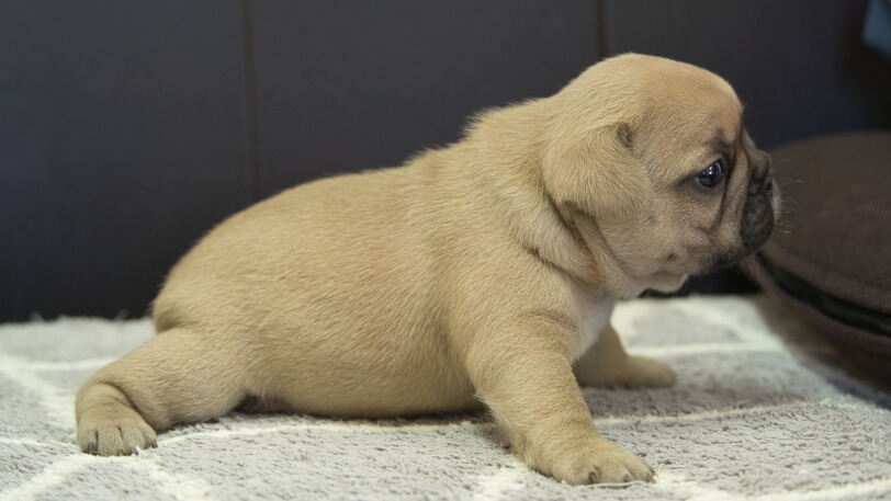 フレンチブルドッグ子犬の写真No.202310122右側面11月13日現在