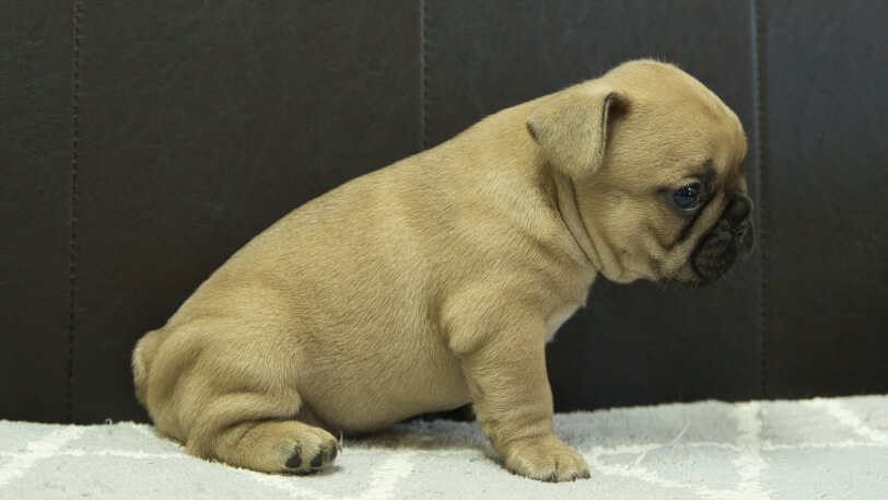 フレンチブルドッグ子犬の写真No.202310121右側面11月21日現在