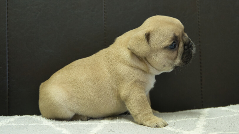 フレンチブルドッグ子犬の写真No.202310122右側面1月21日現在