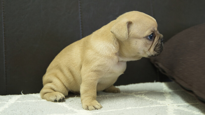 フレンチブルドッグ子犬の写真No.202310123右側面11月21日現在