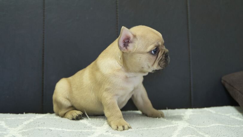 フレンチブルドッグ子犬の写真No.202310123右側面11月29日現在