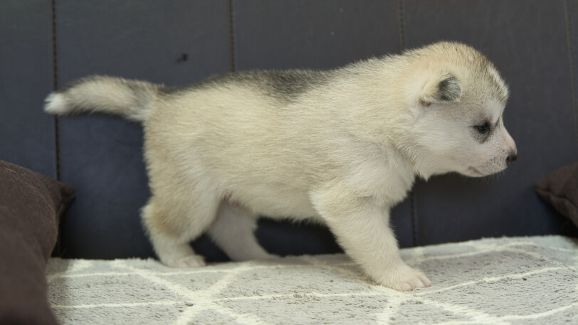 シベリアンハスキー子犬の写真No.202310041右側面11月1日現在