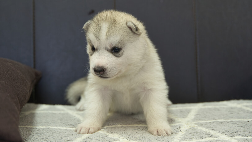 シベリアンハスキー子犬の写真No.202310041-4　11月1日現在