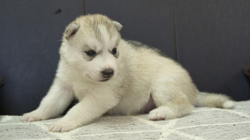 シベリアンハスキー子犬の写真No.202310041-5　11月1日現在