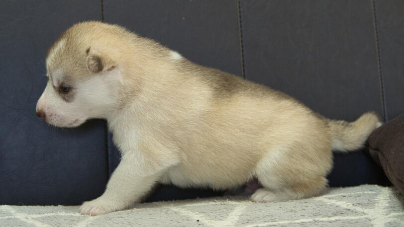 シベリアンハスキー子犬の写真No.202310045左側面11月1日現在