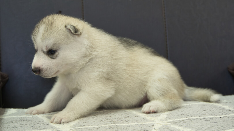 シベリアンハスキー子犬の写真No.202310041左側面11月1日現在