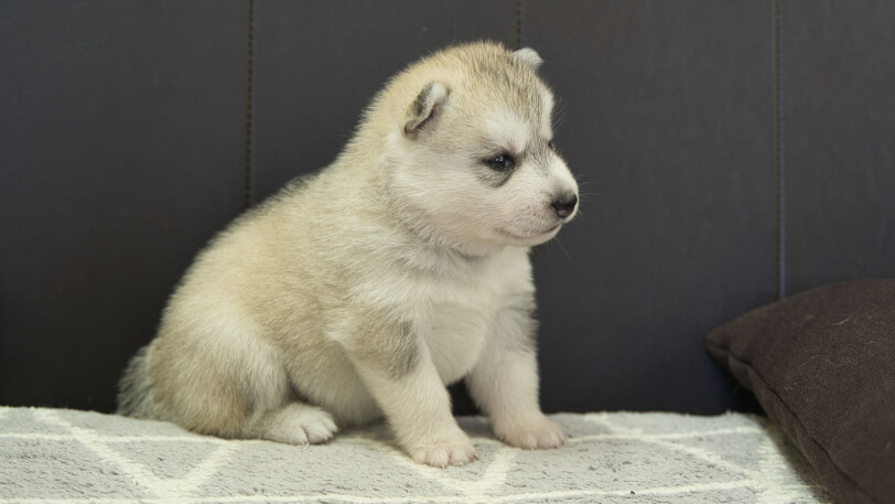 シベリアンハスキー子犬の写真No.202310042右側面11月1日現在