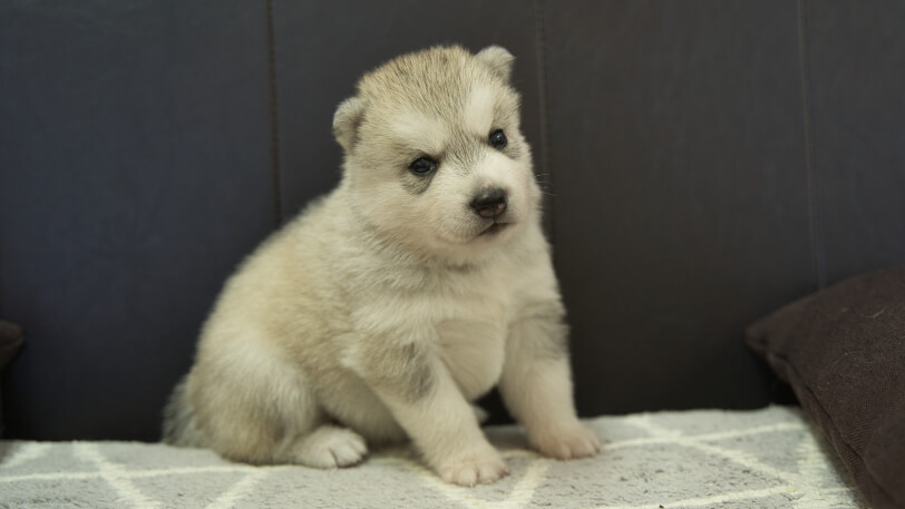 シベリアンハスキー子犬の写真No.202310042-4　11月1日現在