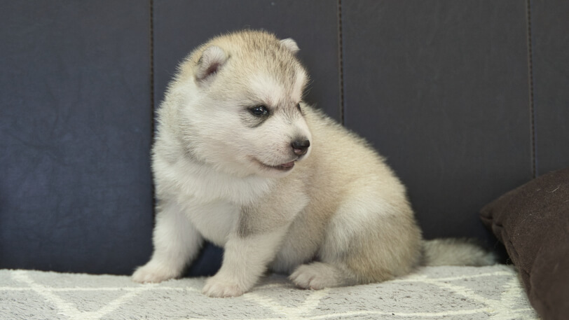 シベリアンハスキー子犬の写真No.202310042-5　11月1日現在