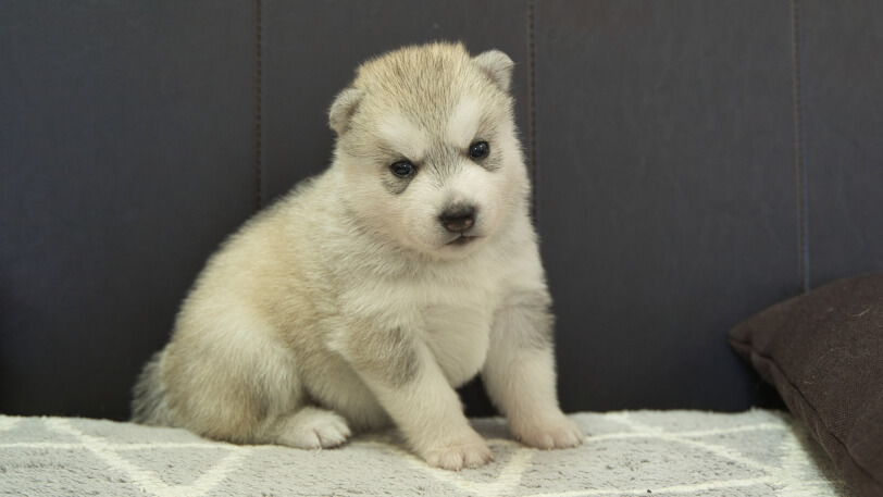 シベリアンハスキー子犬の写真No.202310042正面11月1日現在