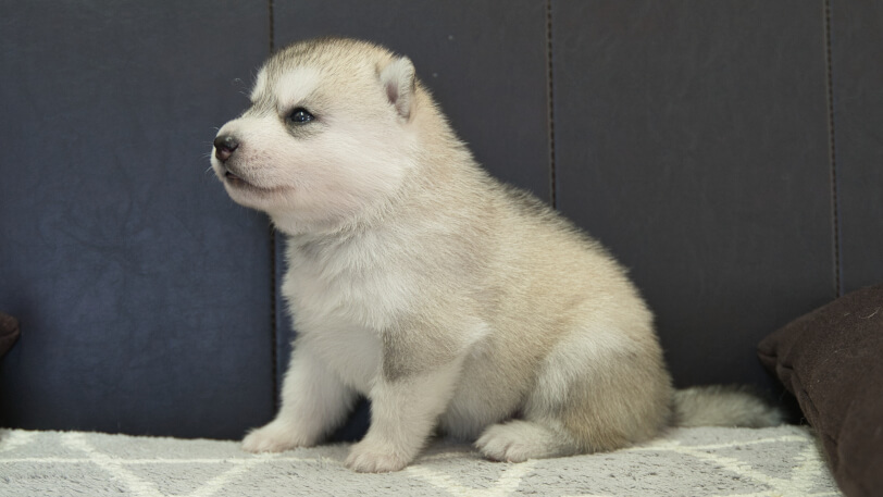 シベリアンハスキー子犬の写真No.202310042hいだり側面11月1日現在