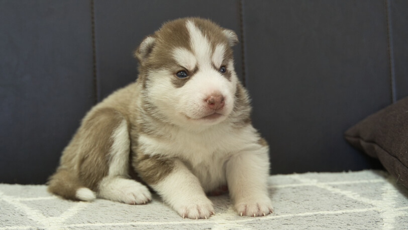 シベリアンハスキー子犬の写真No.202310043右側面11月1日現在