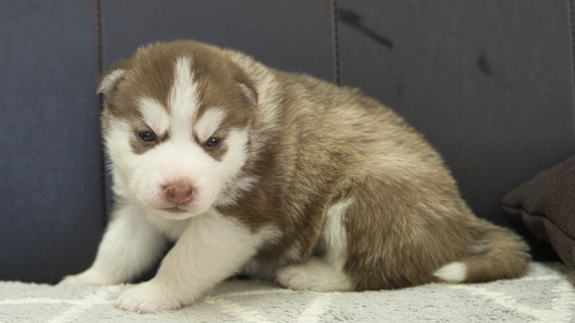 シベリアンハスキー子犬の写真No.202310043-4　11月1日現在