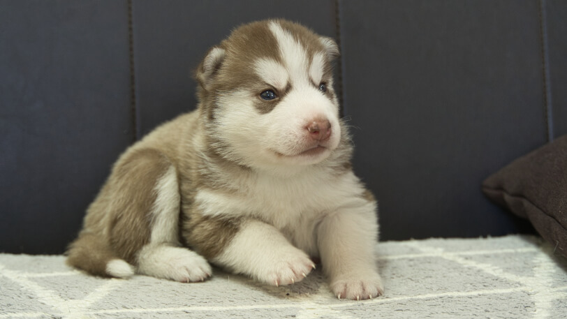 シベリアンハスキー子犬の写真No.202310043-5　11月1日現在