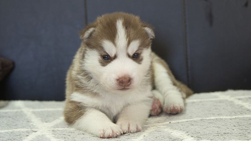 シベリアンハスキー子犬の写真No.202310043正面11月1日現在