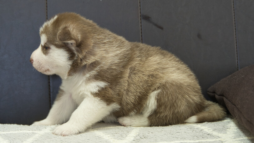 シベリアンハスキー子犬の写真No.202310043左側面11月1日現在