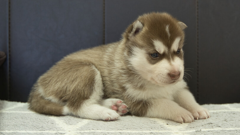 シベリアンハスキー子犬の写真No.202310044右側面11月1日現在