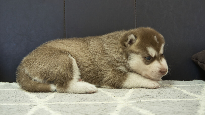 シベリアンハスキー子犬の写真No.202310044-5　11月1日現在