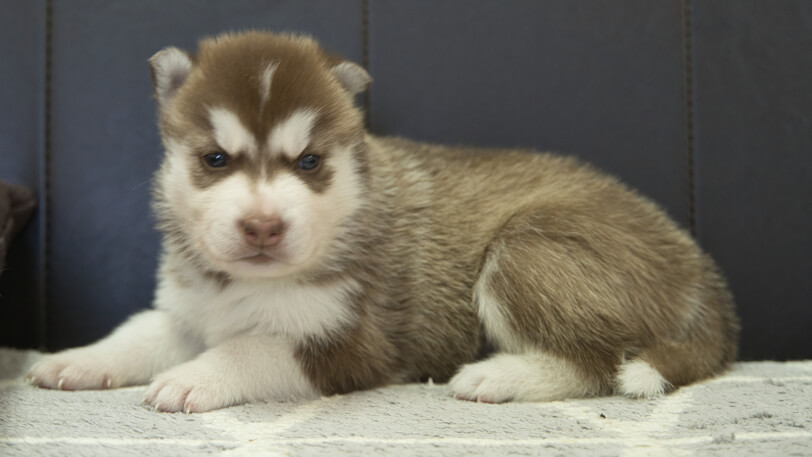 シベリアンハスキー子犬の写真No.202310044正面11月1日現在