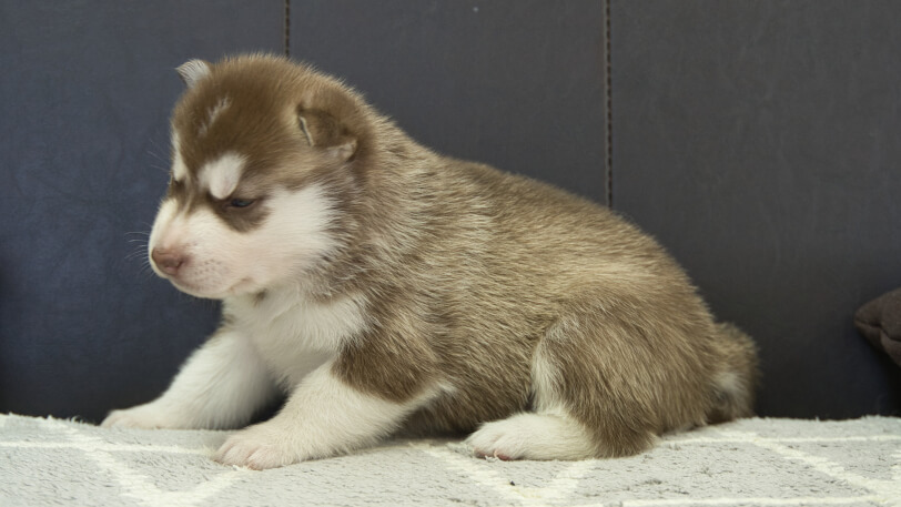シベリアンハスキー子犬の写真No.202310044左側面11月1日現在
