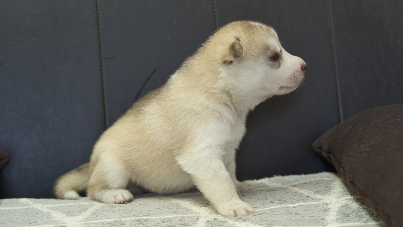 シベリアンハスキー子犬の写真No.202310045右側面11月1日現在