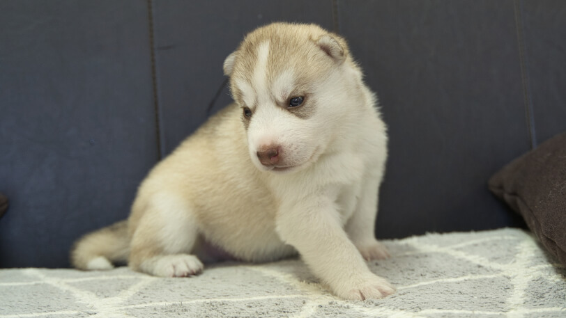 シベリアンハスキー子犬の写真No.202310045-4　11月1日現在