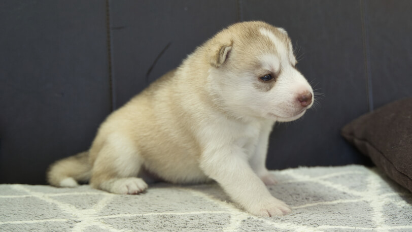 シベリアンハスキー子犬の写真No.202310045-5　11月1日現在